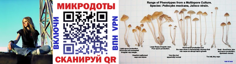наркота Буйнакск Псилоцибиновые грибы Psilocybe